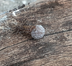 Scytodes globula