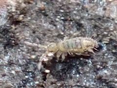 Entomobrya nivalis