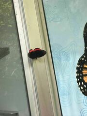 Biblis