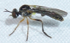 Dioctria