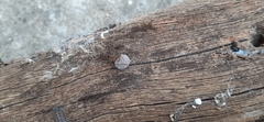 Scytodes globula