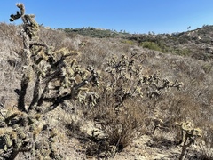 Cylindropuntia prolifera