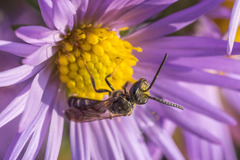 Lasioglossum fuscipenne