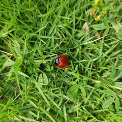 Aegithus clavicornis