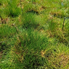 Isolepis cernua