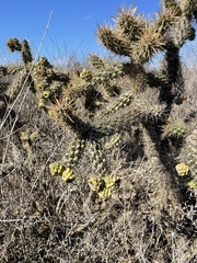 Cylindropuntia prolifera