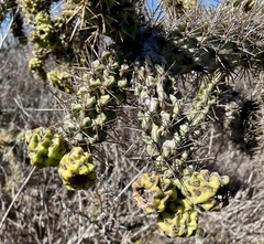 Cylindropuntia prolifera