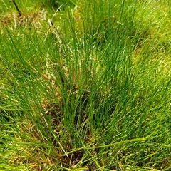 Isolepis cernua