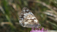 Melanargia lachesis