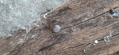 Scytodes globula