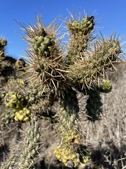 Cylindropuntia prolifera
