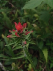 Castilleja arvensis