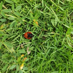 Aegithus clavicornis