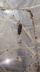 Acmaeodera