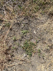 Pelargonium grossularioides
