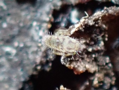 Entomobrya nivalis