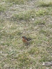 Fringilla coelebs gengleri
