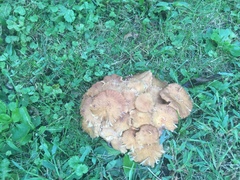 Desarmillaria caespitosa image