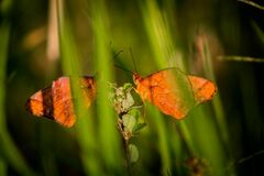 Papilionoidea