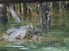 Trachemys venusta venusta