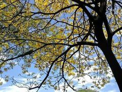 Handroanthus chrysanthus