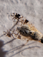 Tephritis leavittensis