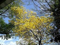 Handroanthus chrysanthus
