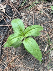 Eupatorium serotinum