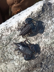 Opisthacanthus capensis
