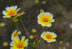 Layia platyglossa