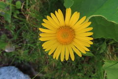 Doronicum clusii