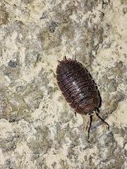 Porcellio dilatatus