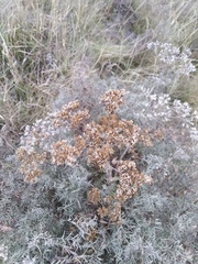 Anthemideae