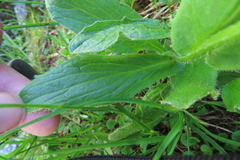 Doronicum clusii