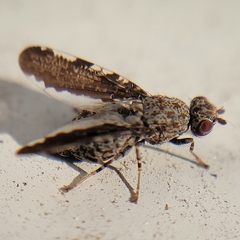 Callopistromyia strigula