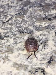 Porcellio dilatatus
