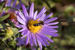 Lasioglossum fuscipenne