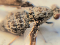 Callopistromyia strigula