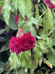 Erythrina crista-galli