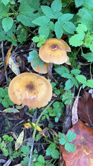 Armillaria mellea