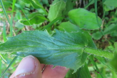 Doronicum clusii