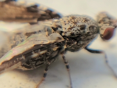 Callopistromyia strigula