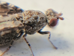 Callopistromyia strigula