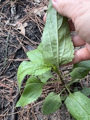 Eupatorium serotinum