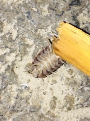 Porcellio dilatatus