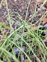 Equisetum arvense