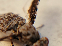 Callopistromyia strigula