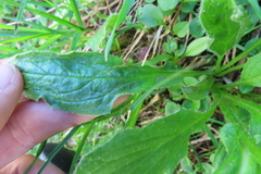 Doronicum clusii