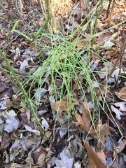 Equisetum arvense