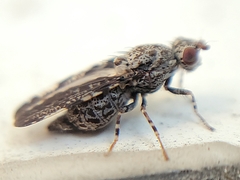 Callopistromyia strigula